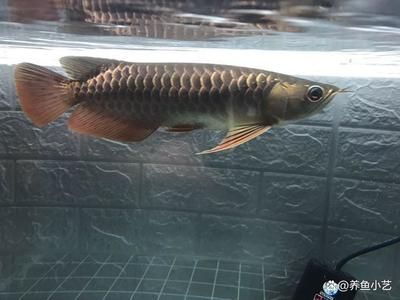 龍魚適合多大的魚缸：龍魚適合的魚缸尺寸 龍魚適合多大的魚缸：龍魚適合的魚缸尺寸 龍魚百科 第3張