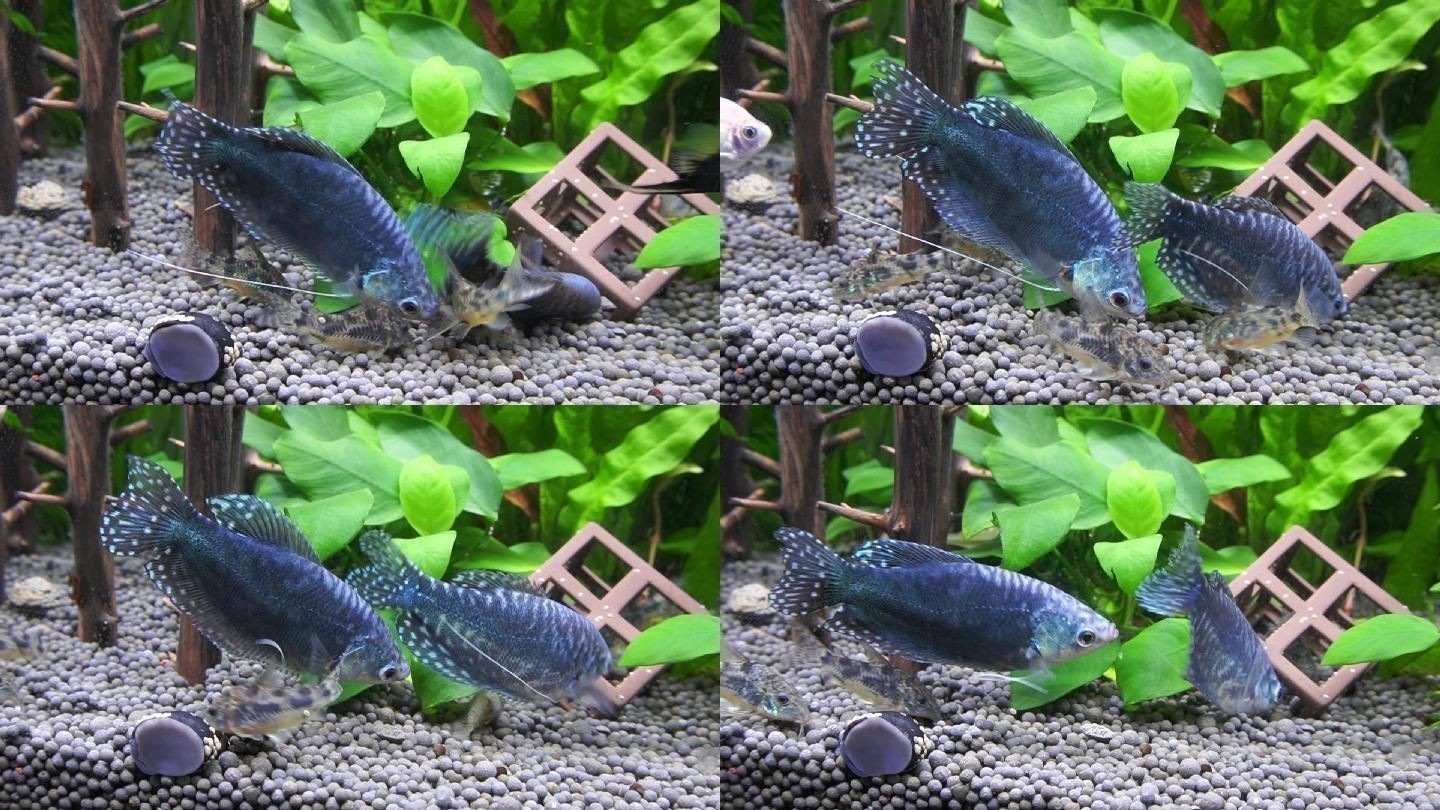 龍魚適合多大的魚缸：龍魚適合的魚缸尺寸 龍魚適合多大的魚缸：龍魚適合的魚缸尺寸 龍魚百科 第5張