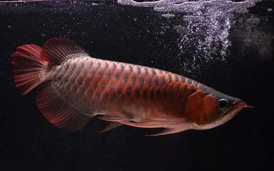 龍魚輕微浮背怎么治療（龍魚輕微浮背怎么治療龍魚輕微浮背怎么治療） 龍魚輕微浮背怎么治療（龍魚輕微浮背怎么治療龍魚輕微浮背怎么治療） 龍魚百科 第1張