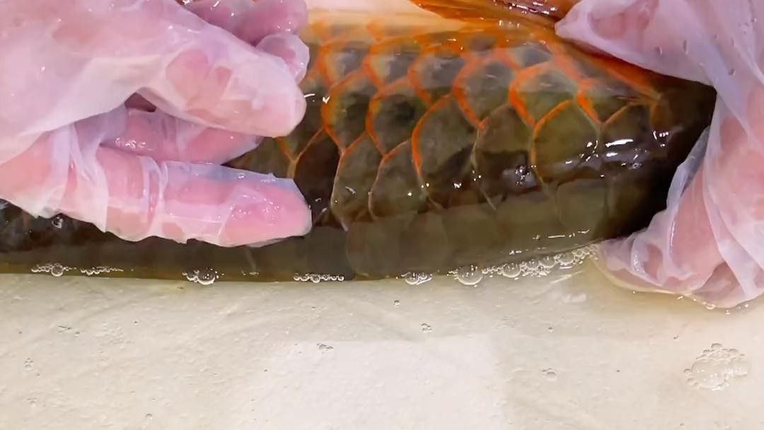 有哪些方法可以加速龍魚鱗片恢復？