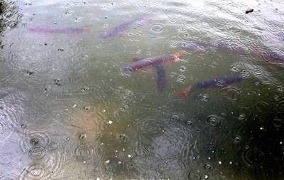 龍魚一直浮在上面不游怎么辦：龍魚一直浮在水面上不游可能有多種原因導致龍魚不游