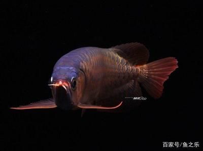 龍魚發(fā)色用什么燈光：如何選擇合適的燈光促進(jìn)龍魚發(fā)色