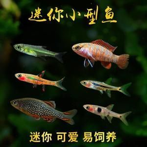 怎么讓火焰變色龍魚(yú)變紅（如何讓紅龍魚(yú)的顏色變得更加鮮艷）