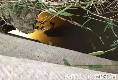 龍魚喂甲魚能治地包嗎：龍魚喂甲魚能治地包嗎龍魚喂甲魚能治地包嗎