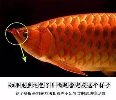 龍魚喂甲魚能治地包嗎：龍魚喂甲魚能治地包嗎龍魚喂甲魚能治地包嗎