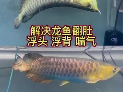 龍魚浮頭會死嗎：龍魚浮頭會死亡嗎