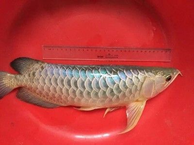 龍魚浮頭會死嗎：龍魚浮頭會死亡嗎