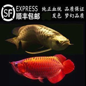金龍魚活體品牌有哪些（金龍魚活體品牌發展歷程）