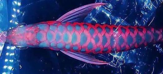 紅龍魚身上都紅了背是黑的：紅龍魚的背部出現黑色是怎么回事 紅龍魚身上都紅了背是黑的：紅龍魚的背部出現黑色是怎么回事 龍魚百科 第4張
