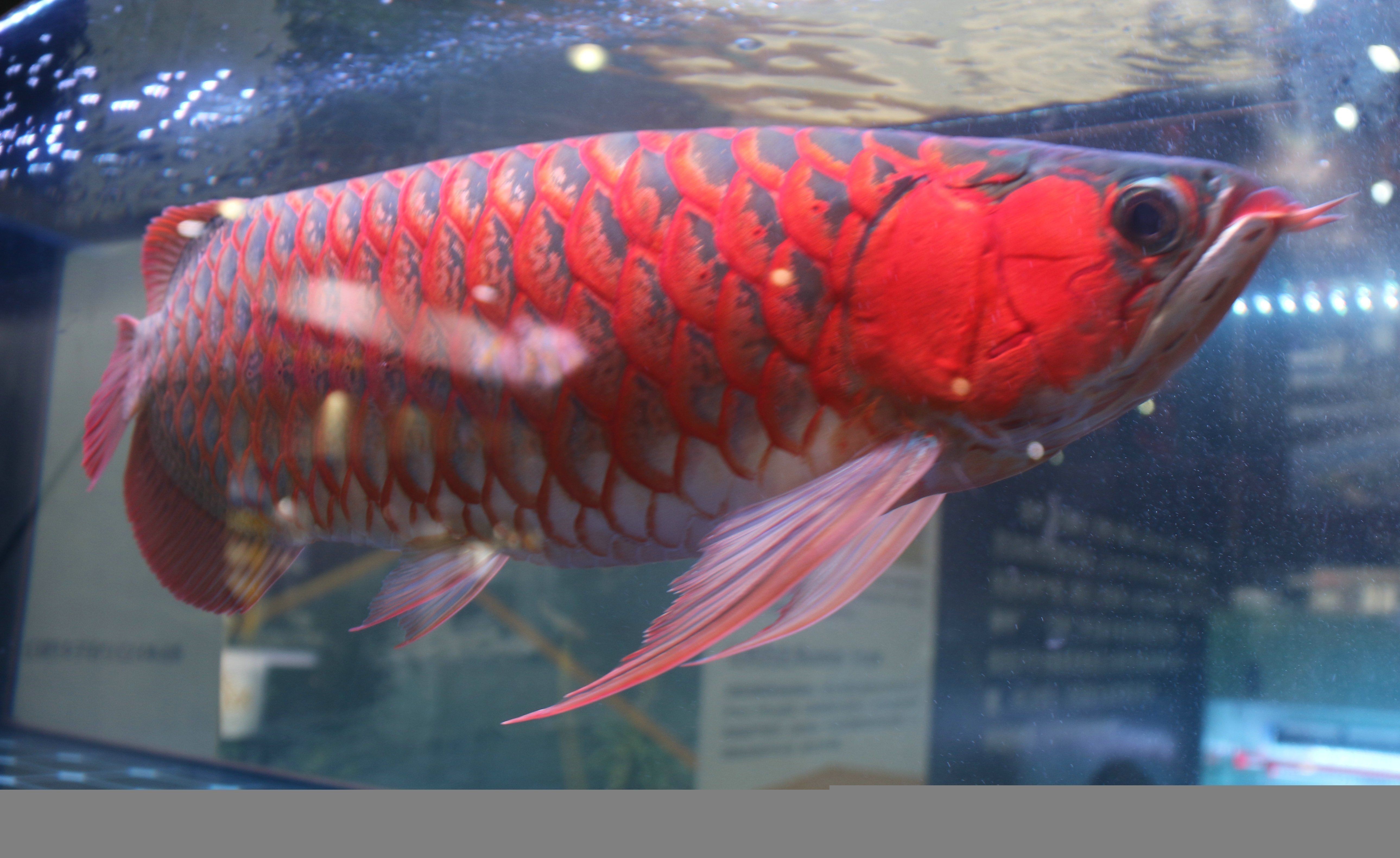 紅龍魚可以吃嘛有毒嗎（紅龍魚可以吃嗎？）