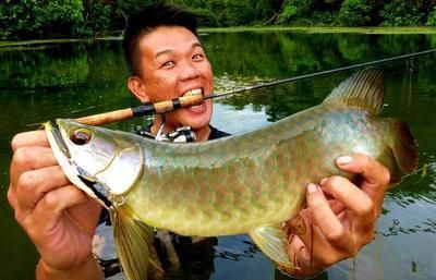 龍魚食用：龍魚是一種大型觀賞魚，因其獨特的外觀和色彩而受到人們的喜愛