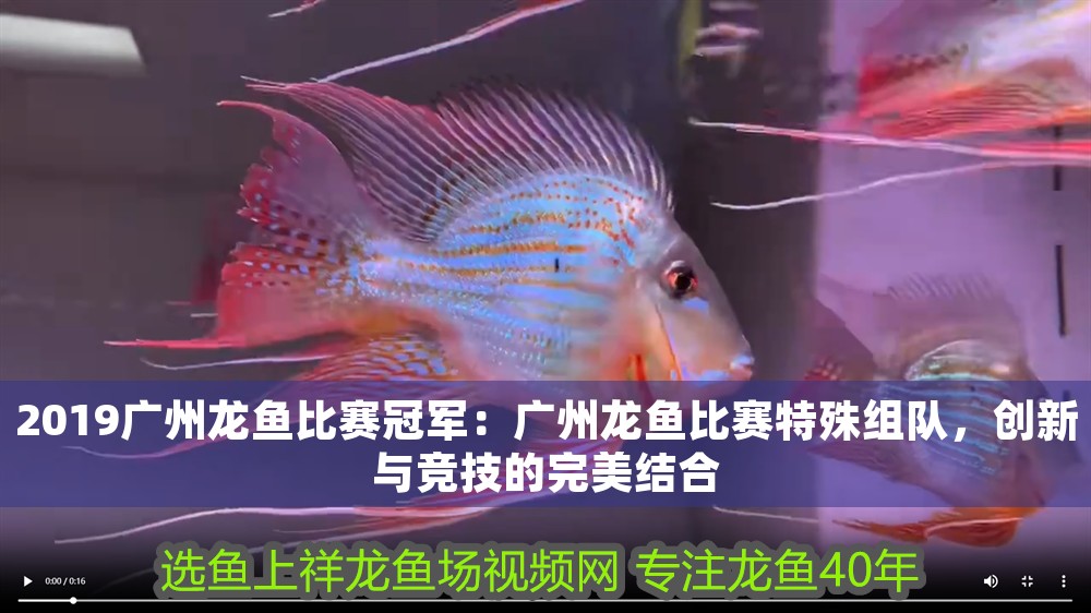 2019廣州龍魚比賽冠軍：廣州龍魚比賽特殊組隊，創新與競技的完美結合