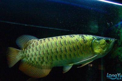 金底金龍魚【凜然金龍魚找到英風】