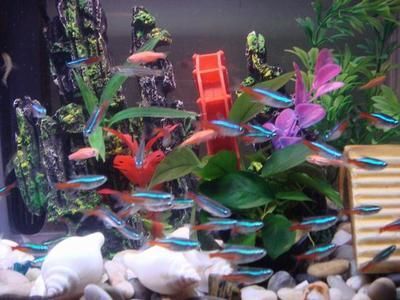 龍魚養不活的原因分析圖展示龍魚養不活的原因：龍魚養不活的主要原因 龍魚養不活的原因分析圖展示龍魚養不活的原因：龍魚養不活的主要原因 龍魚百科