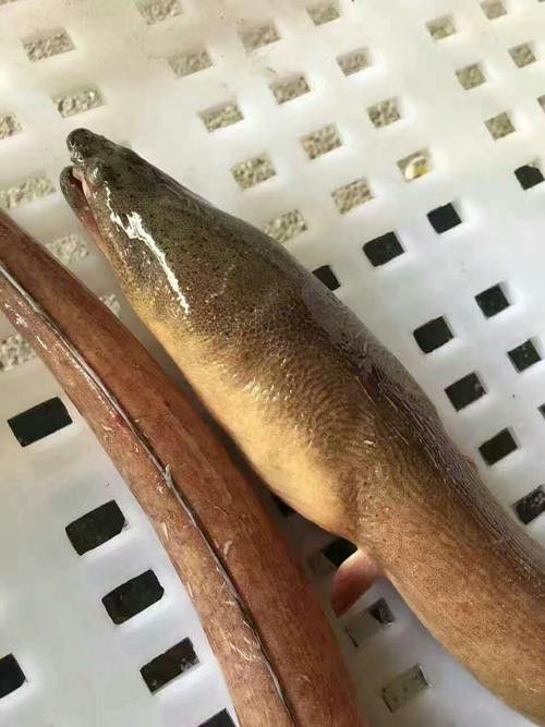 土龍魚是什么魚圖片大全大圖