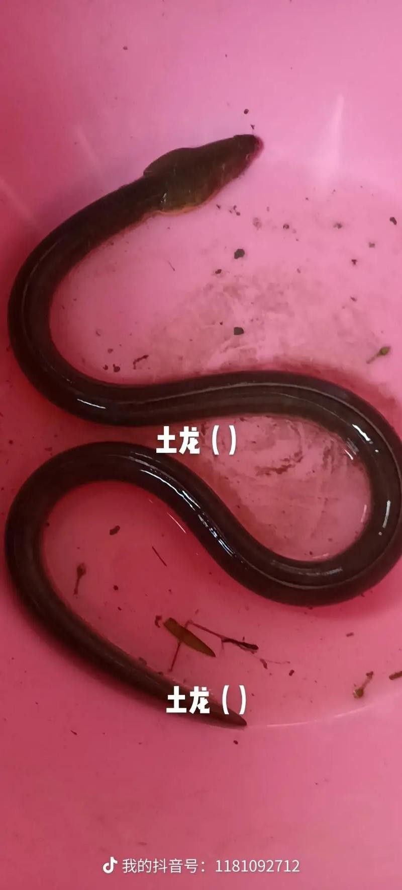 土龍魚是什么魚圖片大全大圖
