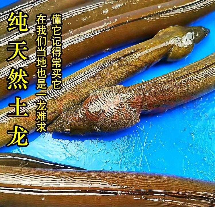 土龍魚是什么魚圖片大全大圖
