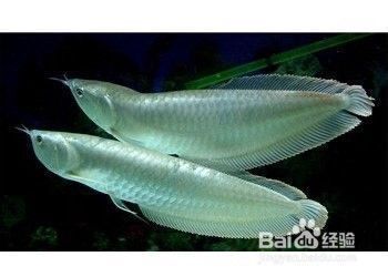龍魚在下面不動:龍魚在魚缸底部不動可能由于多種因素導致的原因引起 龍魚百科 第5張 龍魚在下面不動:龍魚在魚缸底部不動可能由于多種因素導致的原因引起 龍魚在下面不動:龍魚在魚缸底部不動可能由于多種因素導致的原因引起 龍魚百科 第5張