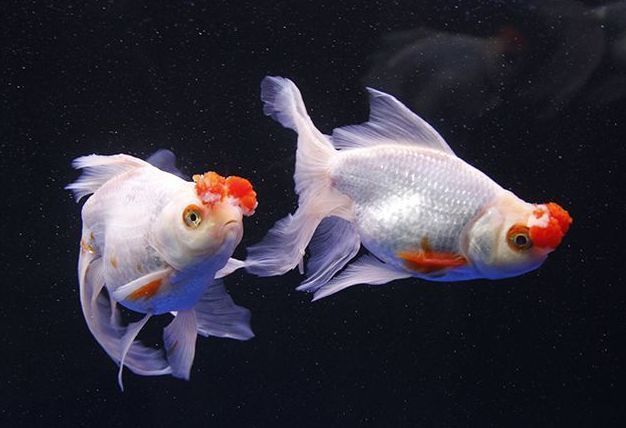 藍(lán)寶石魚(yú)能和什么魚(yú)混養(yǎng) 龍魚(yú)百科 第3張 藍(lán)寶石魚(yú)能和什么魚(yú)混養(yǎng) 藍(lán)寶石魚(yú)能和什么魚(yú)混養(yǎng) 龍魚(yú)百科 第3張