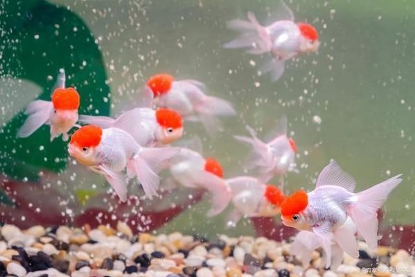 觀賞魚行為學入門知識（觀賞魚行為學是一門研究觀賞魚在自然環境中的特征）