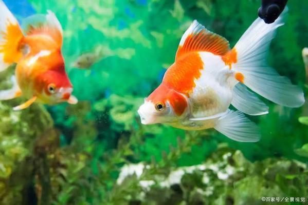 觀賞魚行為學入門知識（觀賞魚行為學是一門研究觀賞魚在自然環境中的特征）