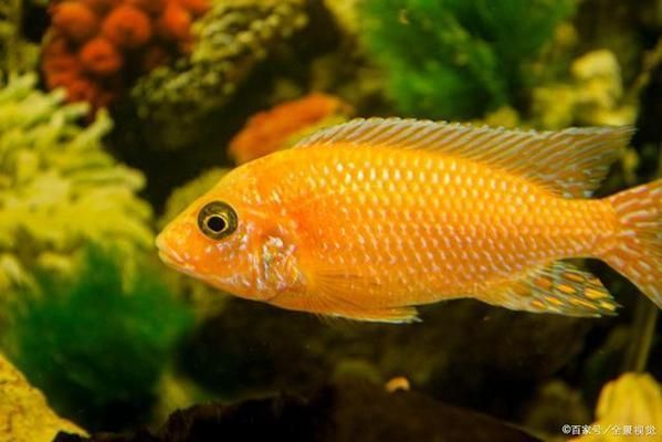 觀賞魚行為學入門知識（觀賞魚行為學是一門研究觀賞魚在自然環境中的特征）