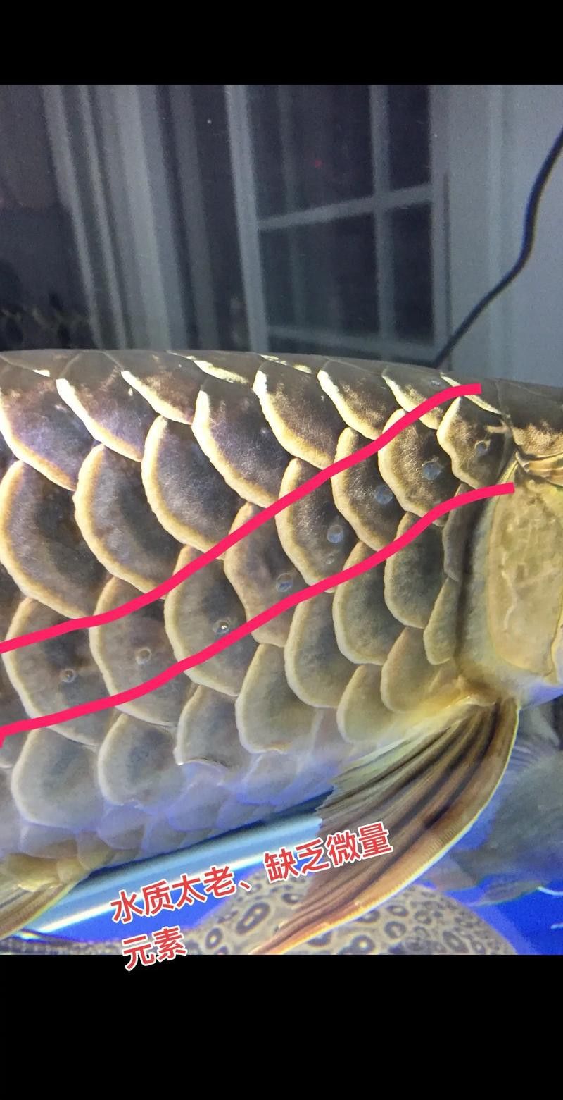 給我一張金龍魚品相等級圖解