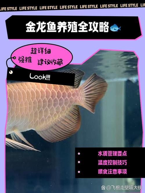 給我一張金龍魚品相等級圖解