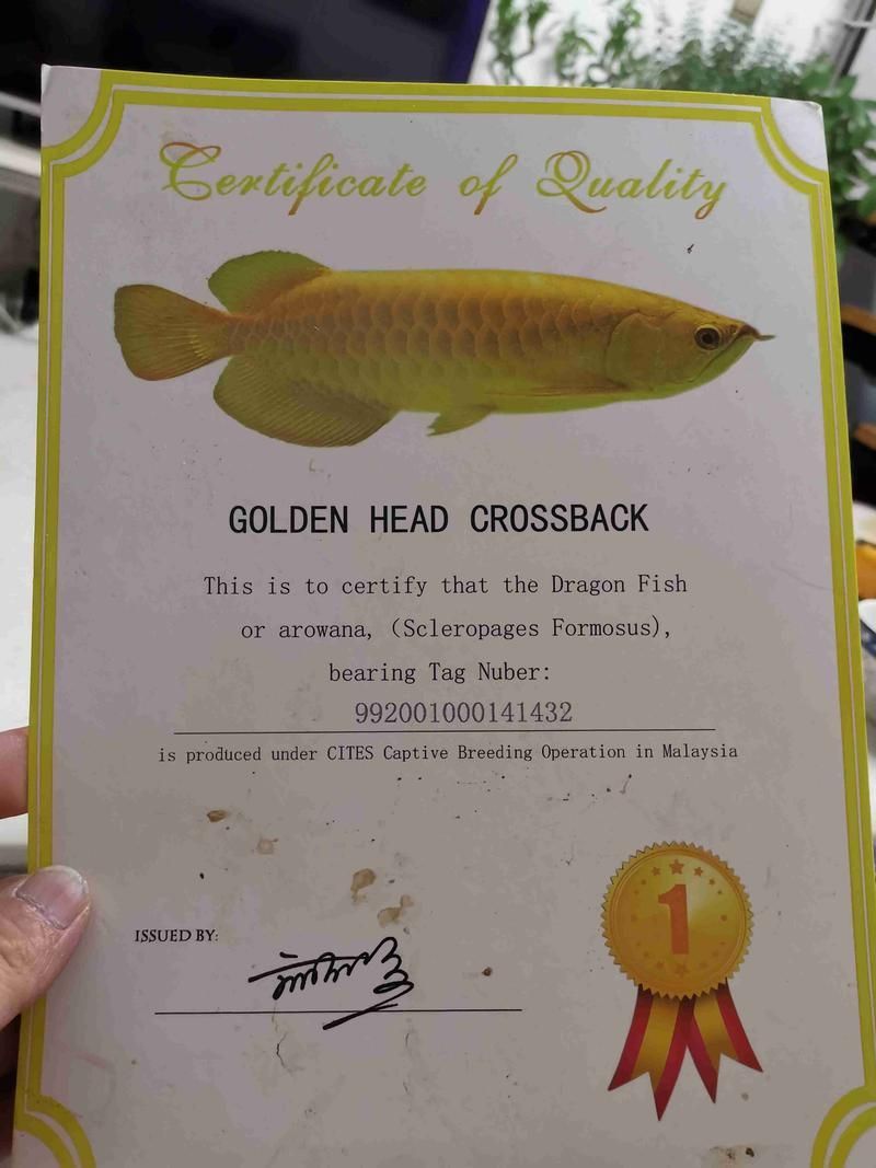 龍魚證書沒寫哪個漁場 龍魚百科 第5張 龍魚證書沒寫哪個漁場 龍魚證書沒寫哪個漁場 龍魚百科 第5張