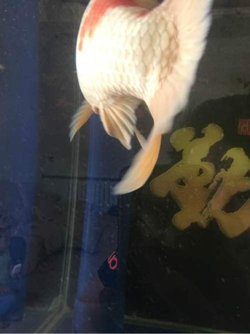 龍魚肛門紅腫怎么治療圖片