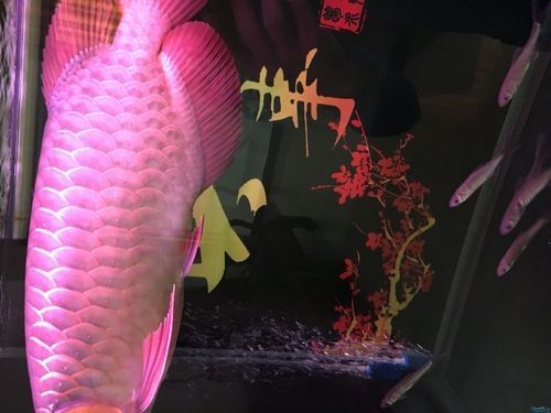 龍魚肛門紅腫怎么治療圖片