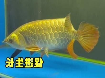 龍魚肛門紅腫怎么治療圖片