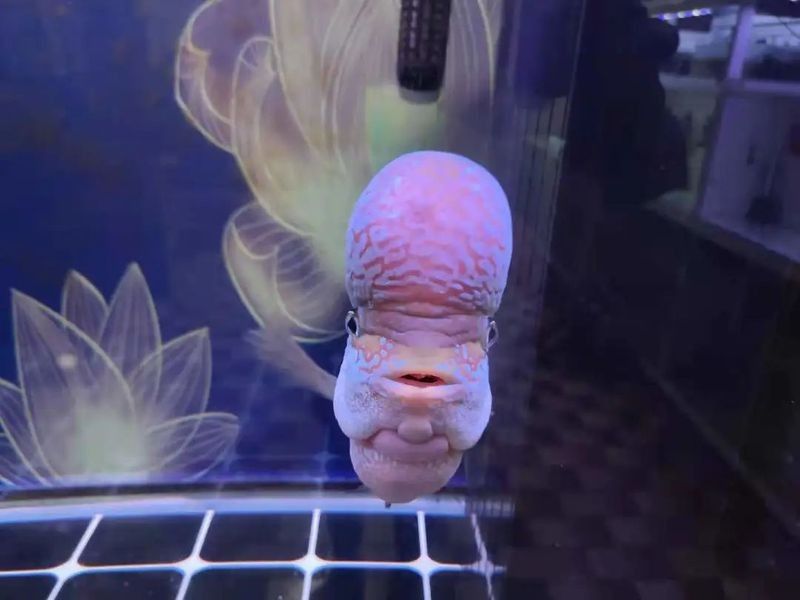 銀龍魚鼻子爛怎么處理圖片視頻