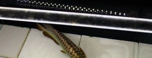 大土龍魚：\"大土龍魚\"可能是指一種特定的魚類