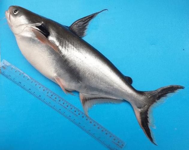 巴龍魚是什么魚圖片欣賞 龍魚百科 第1張 巴龍魚是什么魚圖片欣賞 巴龍魚是什么魚圖片欣賞 龍魚百科 第1張