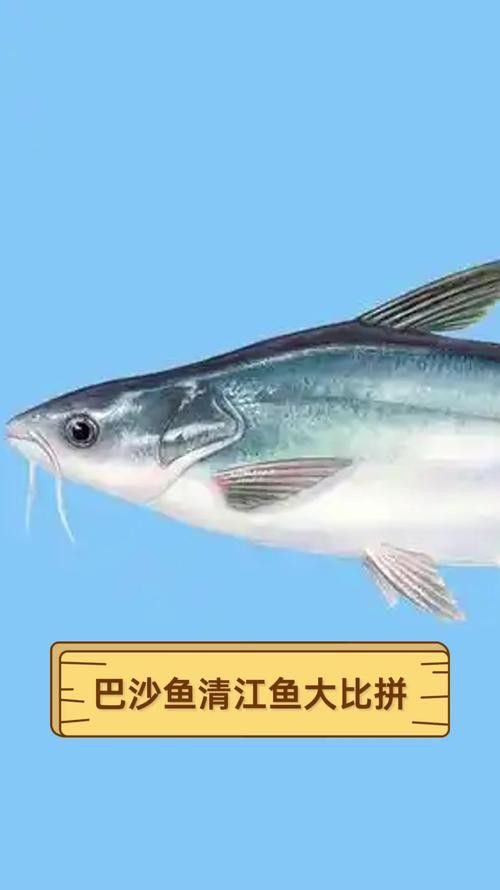 巴龍魚是什么魚圖片欣賞 龍魚百科 第6張 巴龍魚是什么魚圖片欣賞 巴龍魚是什么魚圖片欣賞 龍魚百科 第6張