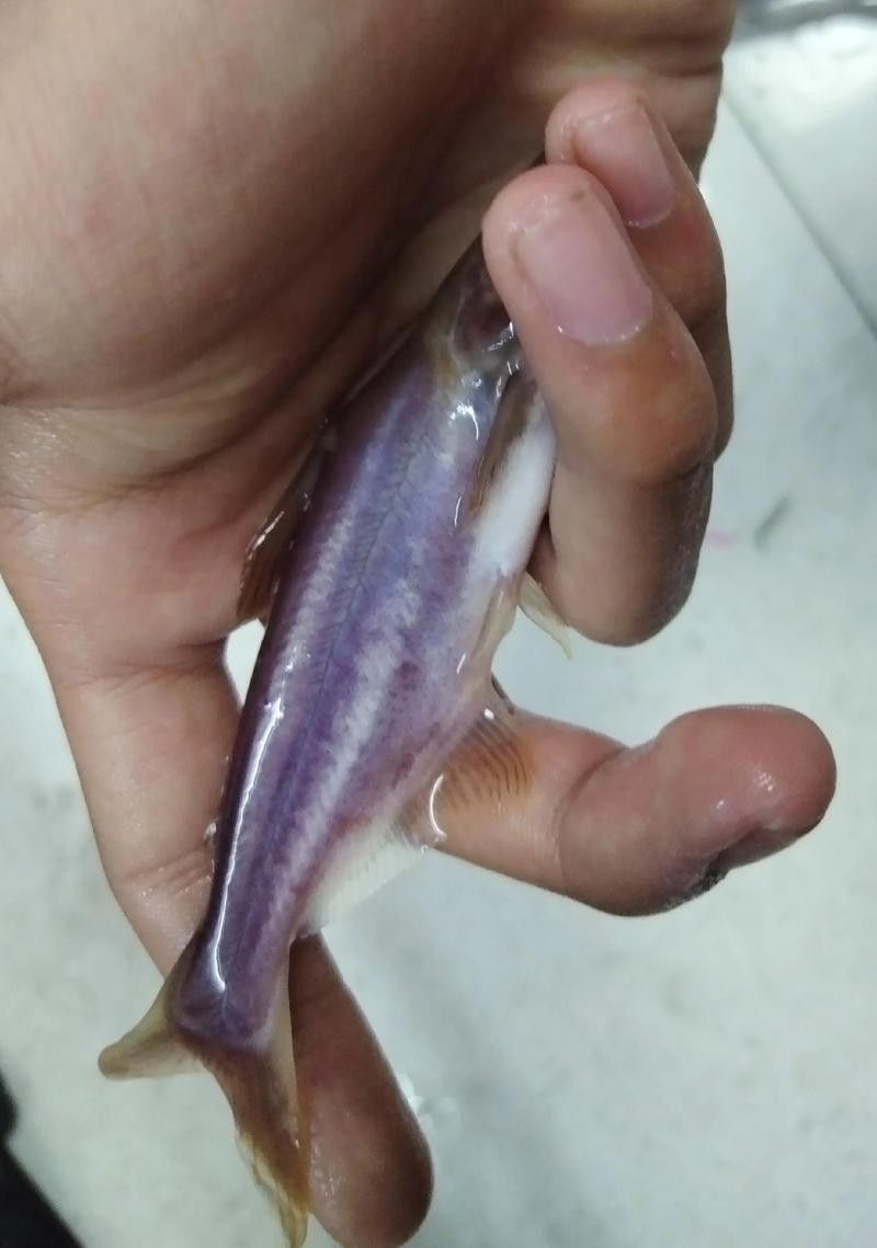 巴龍魚是什么魚圖片欣賞 龍魚百科 第13張 巴龍魚是什么魚圖片欣賞 巴龍魚是什么魚圖片欣賞 龍魚百科 第13張