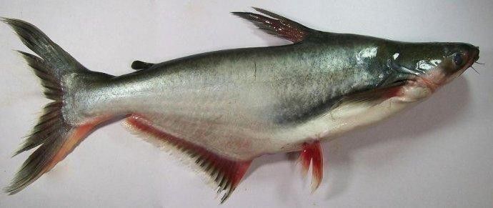 巴龍魚是什么魚圖片欣賞 龍魚百科 第17張 巴龍魚是什么魚圖片欣賞 巴龍魚是什么魚圖片欣賞 龍魚百科 第17張