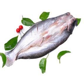 巴龍魚是什么魚圖片欣賞 龍魚百科 第15張 巴龍魚是什么魚圖片欣賞 巴龍魚是什么魚圖片欣賞 龍魚百科 第15張