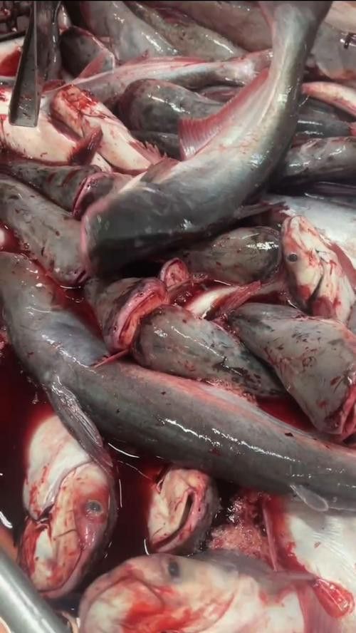 巴龍魚是什么魚圖片欣賞 龍魚百科 第16張 巴龍魚是什么魚圖片欣賞 巴龍魚是什么魚圖片欣賞 龍魚百科 第16張