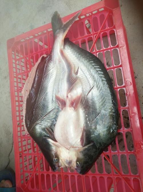 巴龍魚是什么魚圖片欣賞 龍魚百科 第20張 巴龍魚是什么魚圖片欣賞 巴龍魚是什么魚圖片欣賞 龍魚百科 第20張