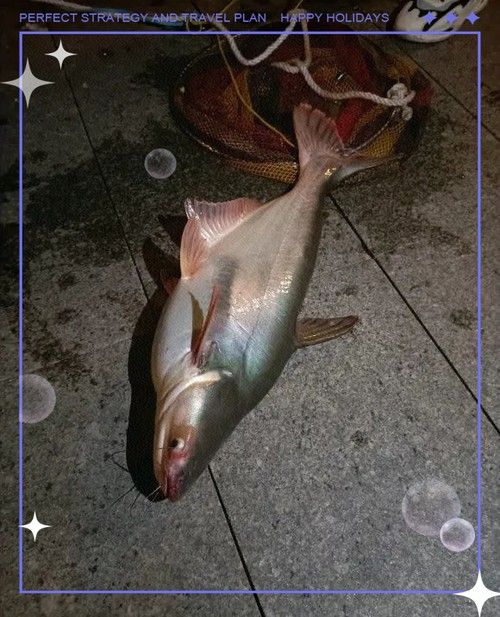 巴龍魚是什么魚圖片欣賞 龍魚百科 第21張 巴龍魚是什么魚圖片欣賞 巴龍魚是什么魚圖片欣賞 龍魚百科 第21張