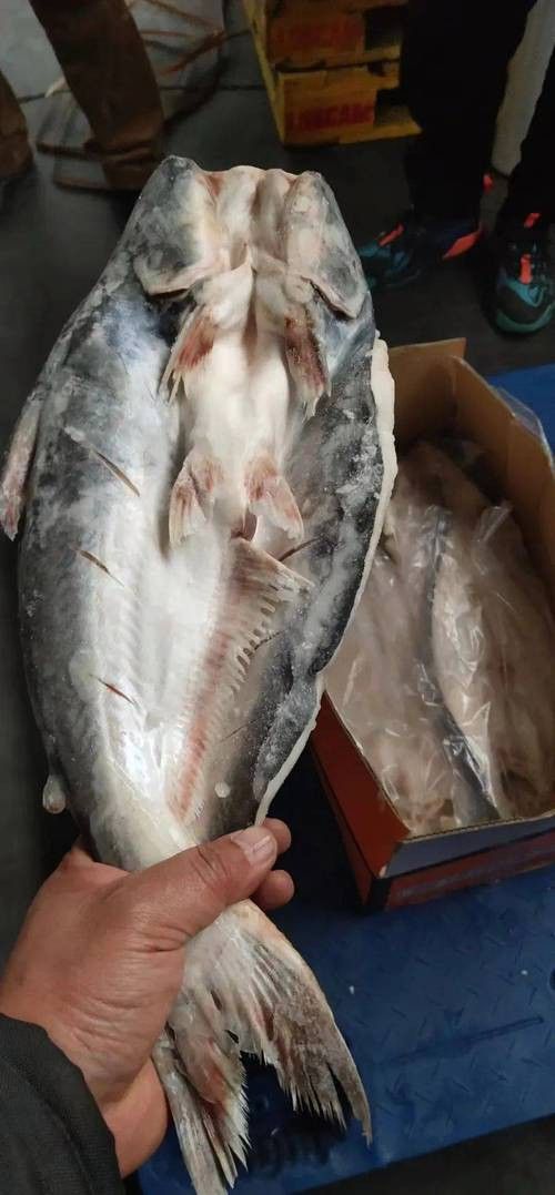 巴龍魚是什么魚圖片欣賞 龍魚百科 第25張 巴龍魚是什么魚圖片欣賞 巴龍魚是什么魚圖片欣賞 龍魚百科 第25張