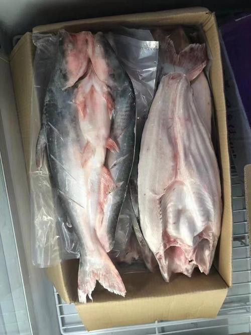 巴龍魚是什么魚圖片欣賞 巴龍魚是什么魚圖片欣賞 龍魚百科 第26張