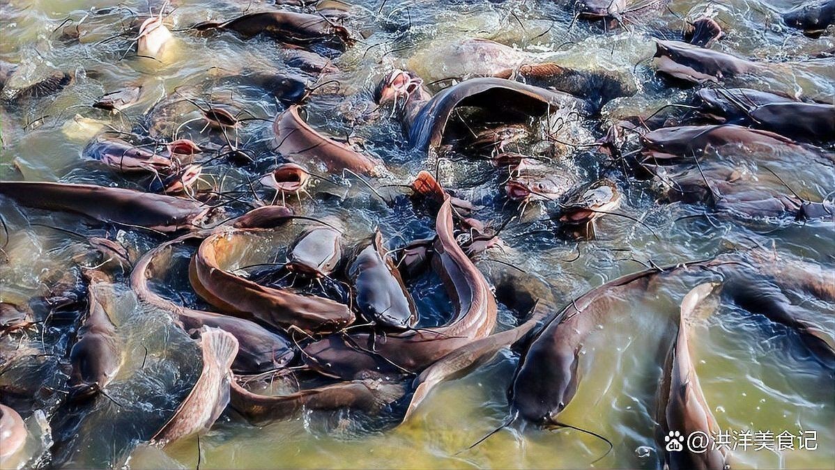 巴龍魚是什么魚圖片欣賞 巴龍魚是什么魚圖片欣賞 龍魚百科 第32張