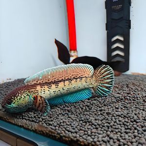 雷龍魚黃金眼鏡蛇和鬼王那個好（雷龍魚黃金眼鏡蛇和鬼王哪個好？）