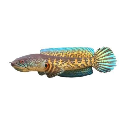 雷龍魚黃金眼鏡蛇和鬼王那個好（雷龍魚黃金眼鏡蛇和鬼王哪個好？）