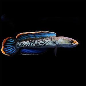 雷龍魚黃金眼鏡蛇和鬼王那個好（雷龍魚黃金眼鏡蛇和鬼王哪個好？）