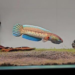 雷龍魚黃金眼鏡蛇和鬼王那個好（雷龍魚黃金眼鏡蛇和鬼王哪個好？）