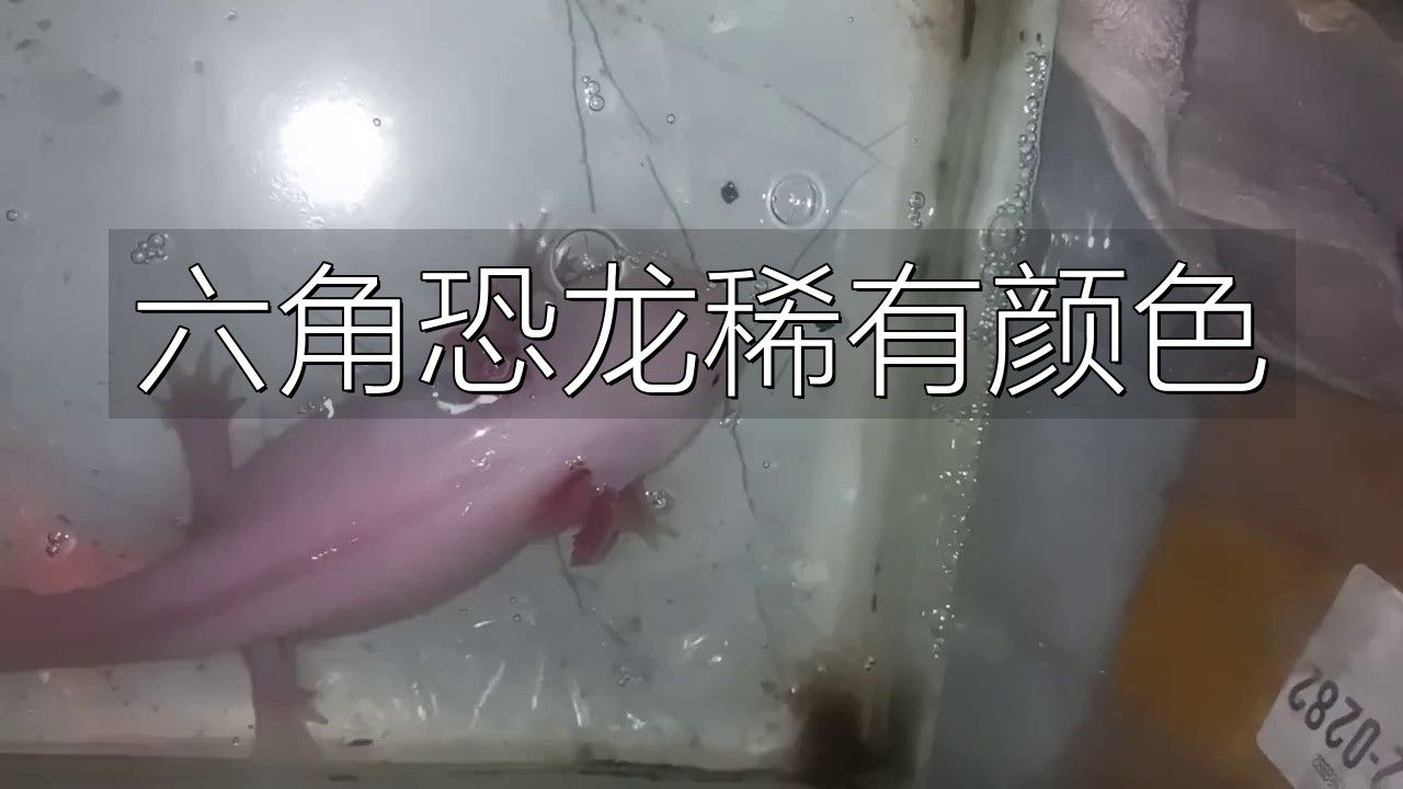 哪種顏色的六角恐龍最稀有？